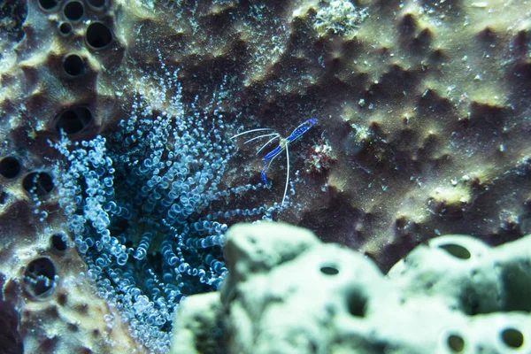 Ancylomenes Pedersoni 有时被称为佩德森的虾 是一种更干净的虾品种 Ancylomenes 属的一部分 并于1958年由芬纳 机会描述为 Periclimenes Pedersoni — 图库照片