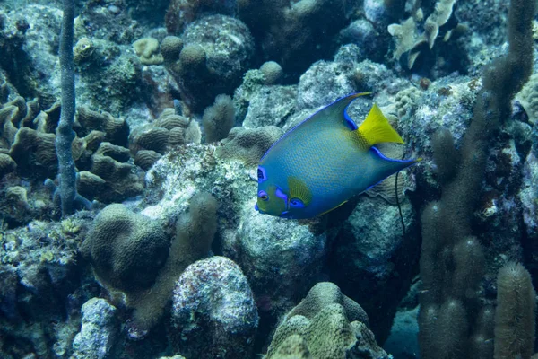 Queen Angelfish Holacanthus Ciliaris Marine Angelfish Commonly Found Reefs Warmer — Stock Photo, Image