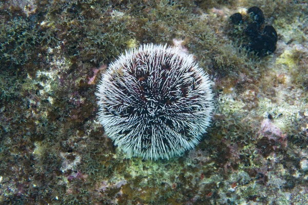 Tripneustes Ventricosus Brukar Kallas Den Västindiska Havet Ägg Eller Vit — Stockfoto