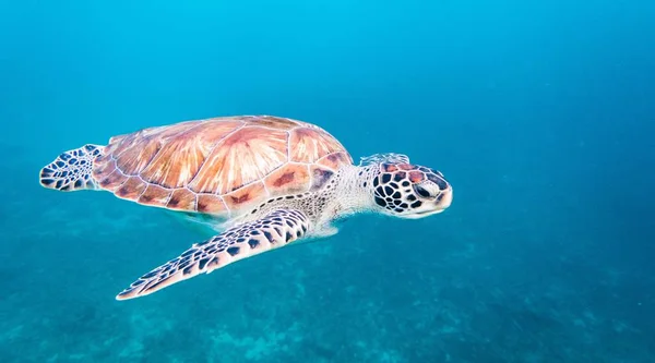 Hawksbill Sea Turtle Eretmochelys Imbricata Critically Endangered Sea Turtle Belonging — Stock Photo, Image