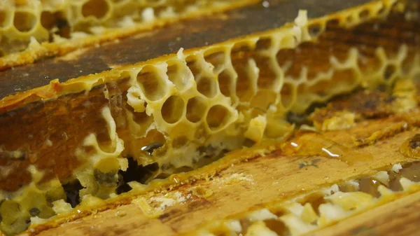 Boven Aan Sectie Bee Hive Met Honing Open Alveole Vóór — Stockfoto