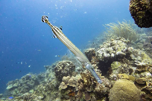 Close up shot of a trumpetfish. The Aulostomus maculatus, is a long-bodied fish with an upturned mouth; it often swims vertically while trying to blend with vertical coral, such as sea rods, sea pens, and pipe sponges.