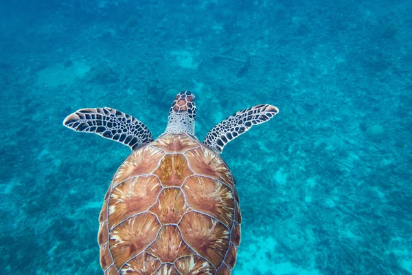 Turtle from back. The hawksbill sea turtle (Eretmochelys imbricata) is a critically endangered sea turtle belonging to the family Cheloniidae