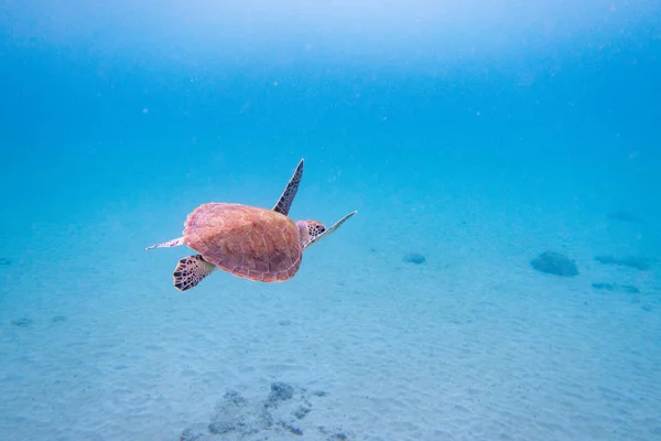 Turtle Swimming Away Shallow Sandy Water Hawksbill Sea Turtle Eretmochelys — Stock Photo, Image