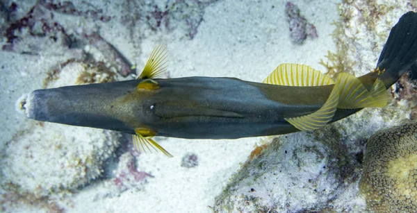 White spotted file fish from top. Cantherhines macrocerus, commonly known as the whitespotted filefish or American whitespotted filefish, is a marine fish found along the coast of Florida extending southward into the Caribbean.