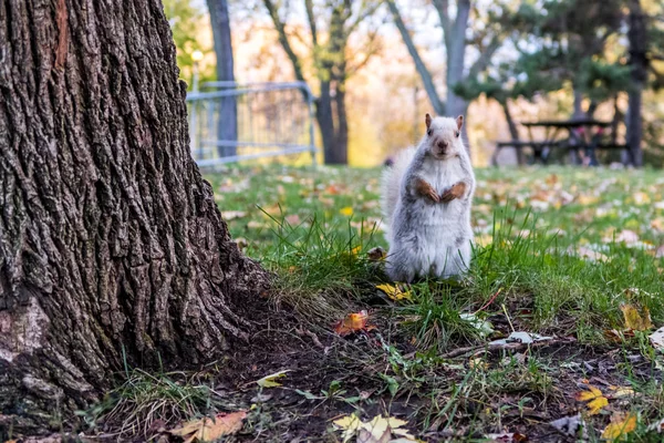 Esta Ardilla Blanca Miró Directamente Cámara Parque Montreal Lafontaine Durante — Foto de Stock