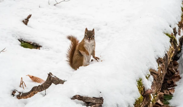 Squirrel in the snow intrigued by camera — Stock Photo, Image