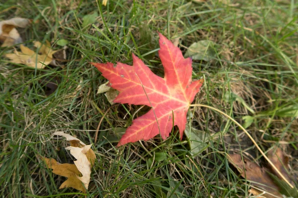 Rode Mapple Leaf Fall Een Park Van Montreal Quebec Stockafbeelding