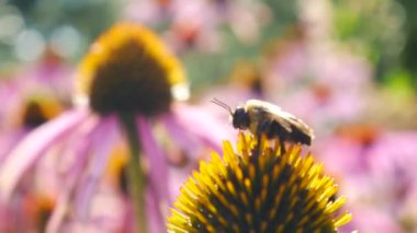 Arı yavaş Ekinezya çayı üzerinde çıkar