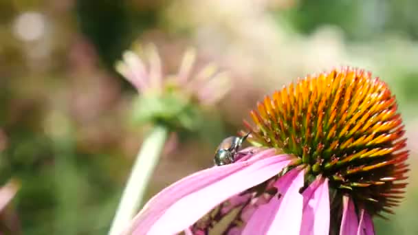 Formiga Atacando Besouro Echinacea Officinalis Luz Solar Brilhante — Vídeo de Stock