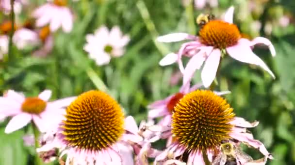 Пчела Летящая Другой Цветок Echinacea Officinalis Саду Заполненном Ими — стоковое видео