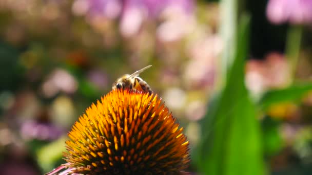 Μέλισσα Που Εργάζονται Για Την Echinacea Officinalis — Αρχείο Βίντεο
