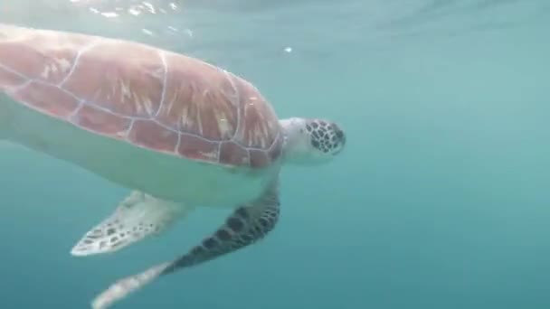 Hawksbill Turtle Andning Vid Ytan Undervattens Bilder Karettsköldpaddan Andas Och — Stockvideo