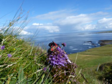 Altı nokta burnet, Zygaena filipendulae bir çiçek makro üzerinde miyet
