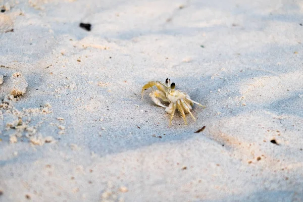 Kleine krab op zand — Stockfoto
