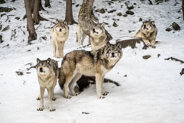 Grijze Wolfpack met alpha in het midden kijken camera — Stockfoto