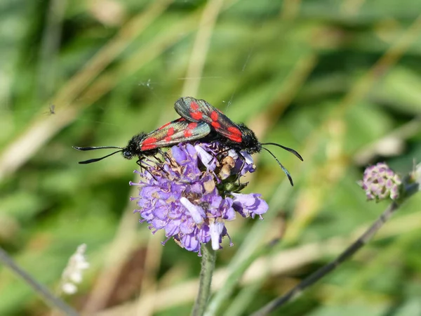 Zes spot Burnet, Zygaena filipendulae op een bloem macro — Stockfoto