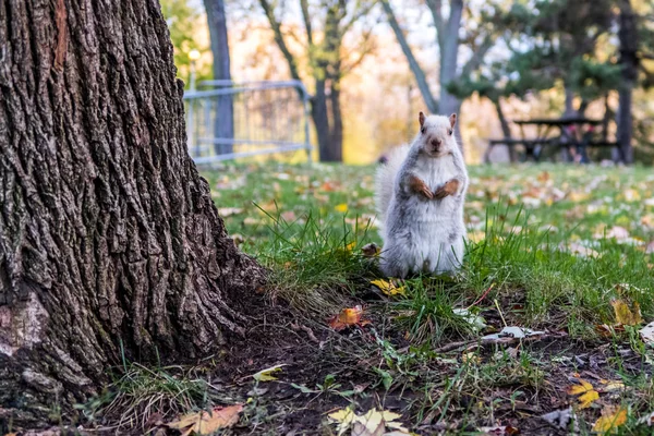 White squirrel in a parc Stockfoto