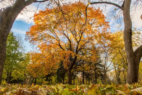 Maple Tree Fall kleuren Stockfoto