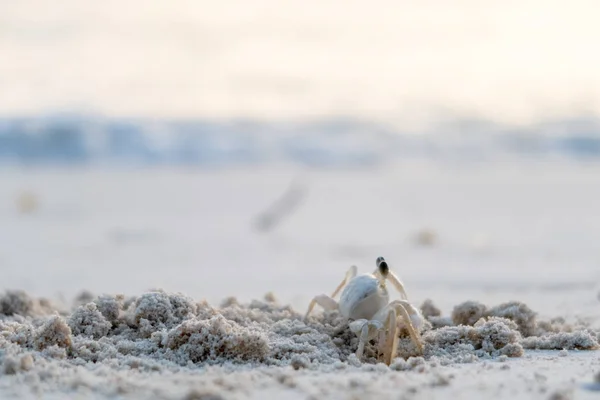 Kleine krab op zand Rechtenvrije Stockfoto's