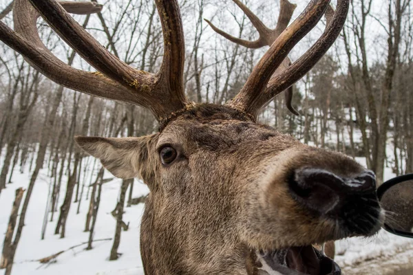 Wapiti elanden herten wachten in Parc Omega wil zijn wortel Rechtenvrije Stockfoto's