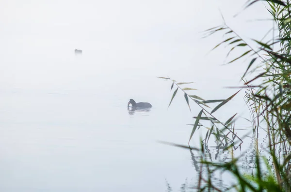 Pato a través de la niebla de la mañana —  Fotos de Stock