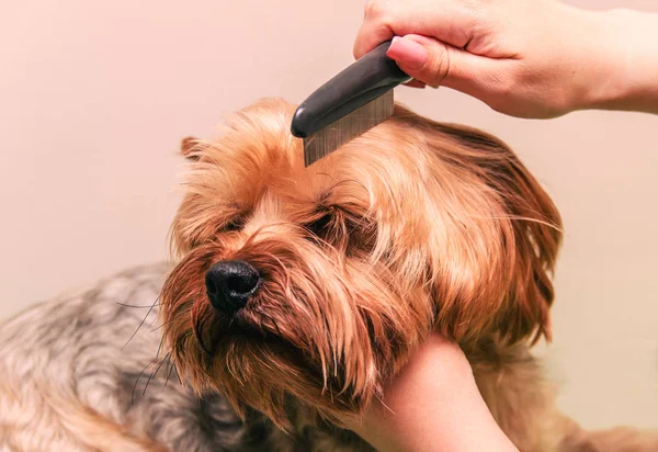 Köpek bakımı, yakın çekim — Stok fotoğraf