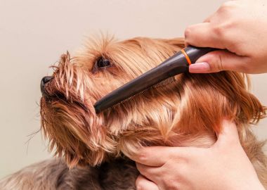 Köpek bakımı, yakın çekim