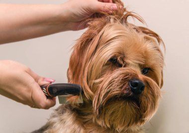 Köpek bakımı, yakın çekim