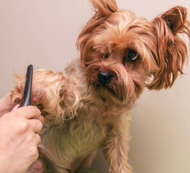 Köpek bakımı, yakın çekim
