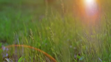 Güneşin karşı çimen