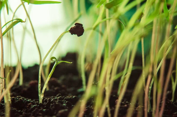 Brotos germinados verdes — Fotografia de Stock