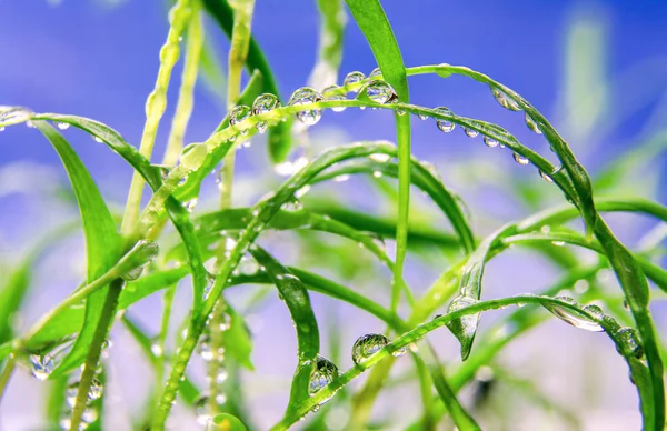 Yeşil lahanası germinated