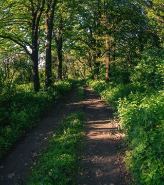 Orman yaz manzara, yeşil ağaçlar