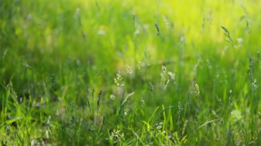 Yeşil, taze çimen yakın çekim,