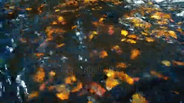 Осінь біля річки — стокове відео
