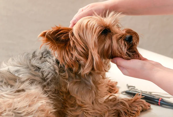 Dog care, close-up — Stock Photo, Image
