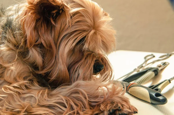 Dog care, close-up — Stock Photo, Image