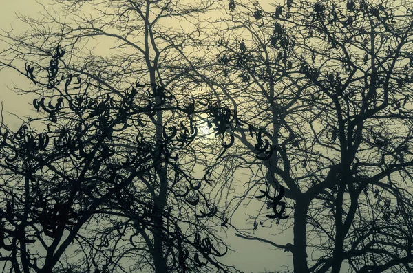 Sonbahar manzarası, nehrin kıyısında sisli bir sabah. — Stok fotoğraf