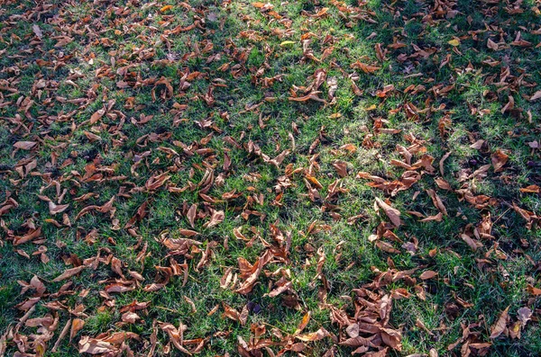 Fond d'automne, feuilles mortes sèches jaunes dans la prairie — Photo