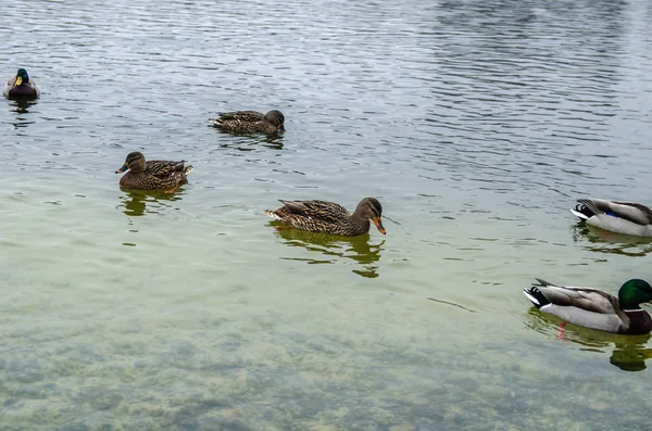 Aves acuáticas, patos nadan en un estanque en busca de comida —  Fotos de Stock