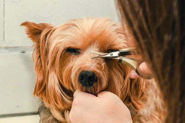 Hygiene Dog Yorkshire Terrier Trimmed Zoo Grooming Master Close — Stock Photo, Image