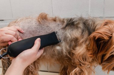 Bir köpek hijyeni, Yorkshire Teriyeri hayvanat bahçesinde budanmış, bir usta tarafından hazırlanmış, yakın plan.