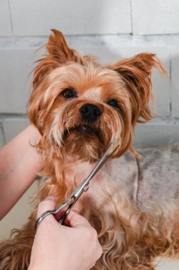 Bir köpek hijyeni, Yorkshire Teriyeri hayvanat bahçesinde budanmış, bir usta tarafından hazırlanmış, yakın plan.