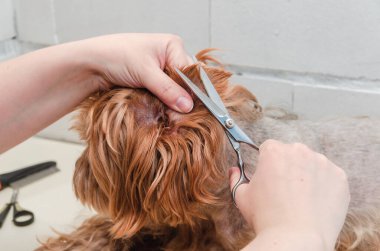 Bir köpek hijyeni, Yorkshire Teriyeri hayvanat bahçesinde budanmış, bir usta tarafından hazırlanmış, yakın plan.