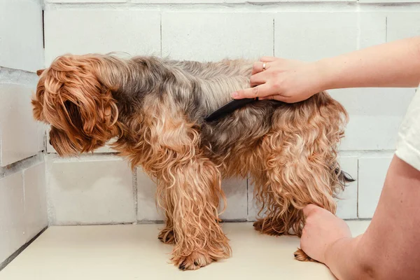 Bir Köpek Hijyeni Yorkshire Teriyeri Hayvanat Bahçesinde Budanmış Bir Usta — Stok fotoğraf