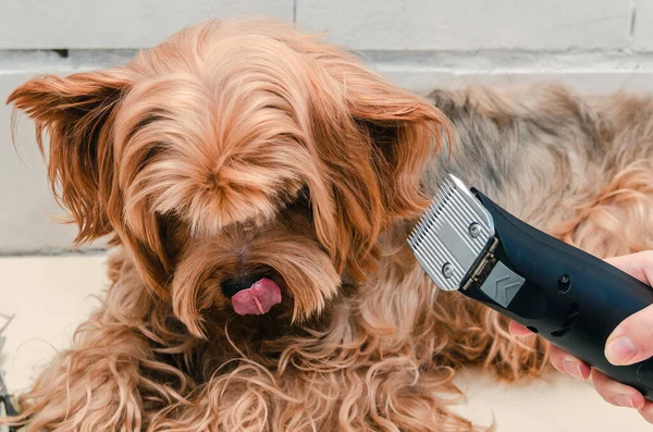 Hygiene Dog Yorkshire Terrier Trimmed Zoo Grooming Master Close — Stock Photo, Image