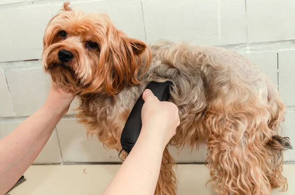 Bir Köpek Hijyeni Yorkshire Teriyeri Hayvanat Bahçesinde Budanmış Bir Usta — Stok fotoğraf