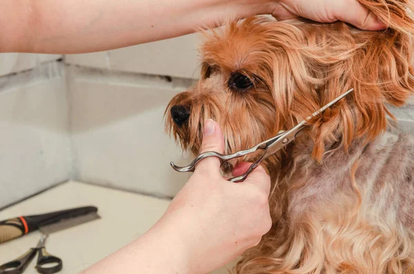 Bir Köpek Hijyeni Yorkshire Teriyeri Hayvanat Bahçesinde Budanmış Bir Usta — Stok fotoğraf