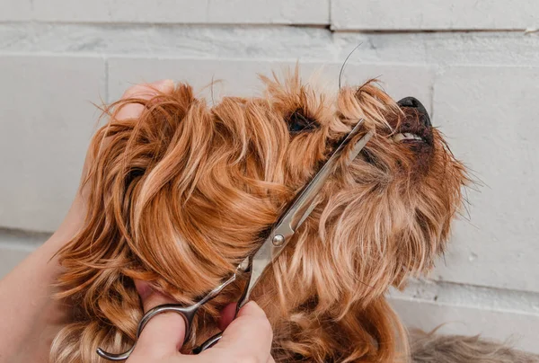 Igiene Cane Yorkshire Terrier Tagliato Uno Zoo Governare Maestro Primo — Foto Stock